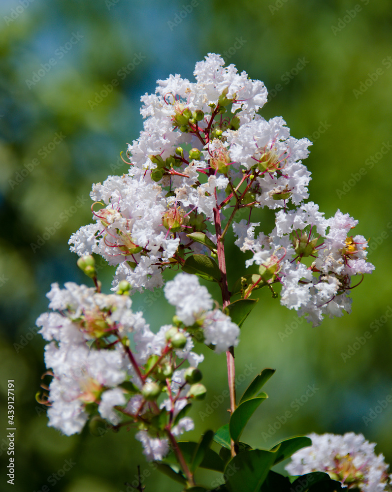 tree blossom