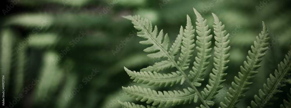 Natural background from fern leaves, banner. Fern leaf close up with selective focus Natural background from fern leaves, banner. Fern leaf close up with selective focus