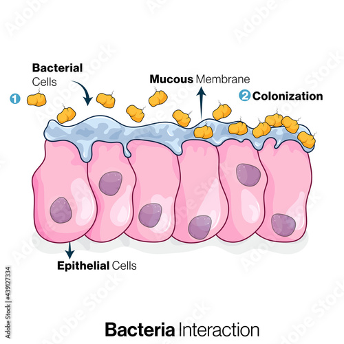 Interaction of Microbe bacteria or microflora with Mucous membrane of gut or intestine.