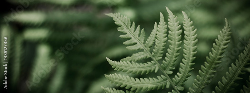 Natural background from fern leaves, banner. Fern leaf close up with selective focus