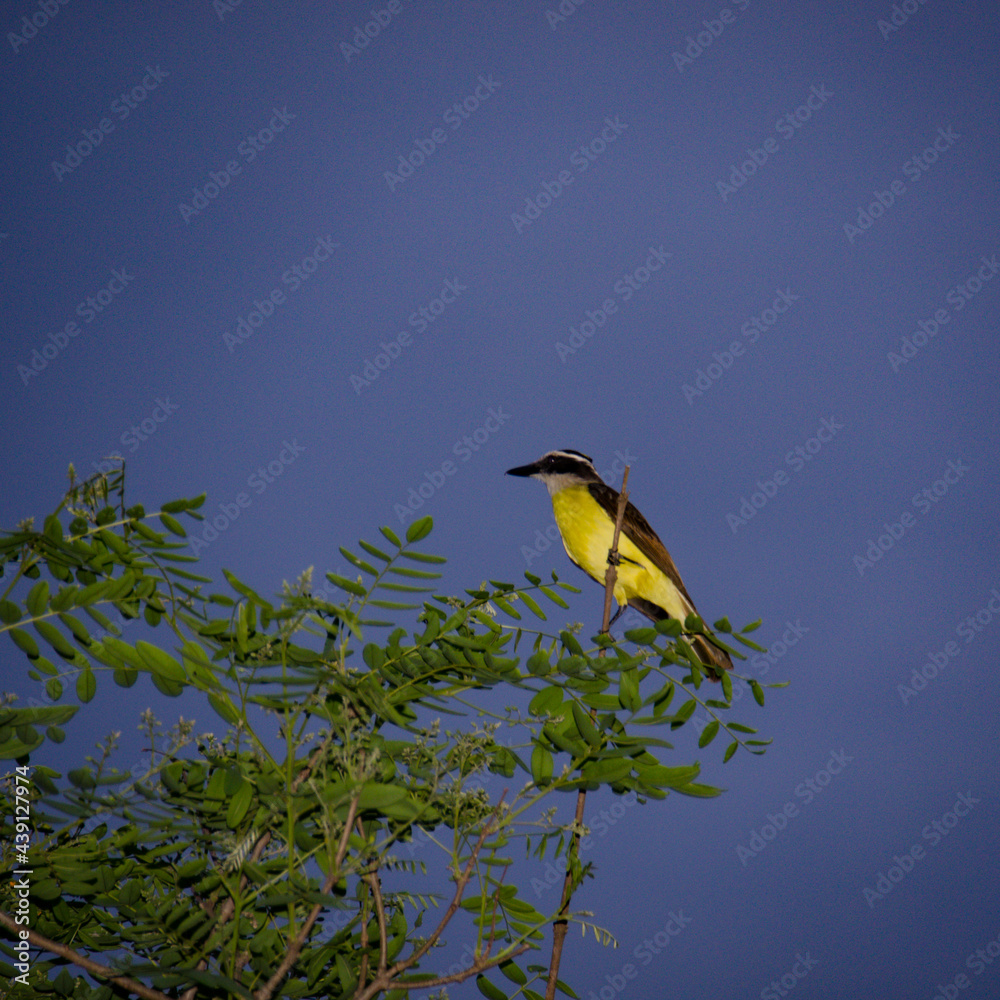 Fototapeta premium yellow bird on a branch