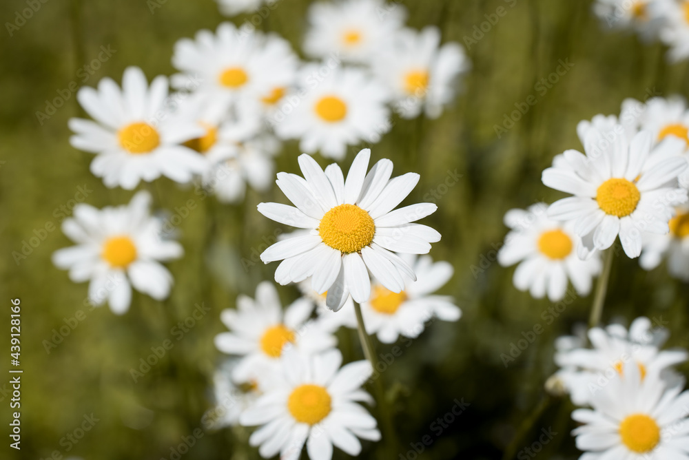 Wiesenblume / Margerite Wiesenblume / Margerite