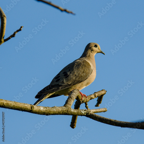 dove on a branch  © Santiago