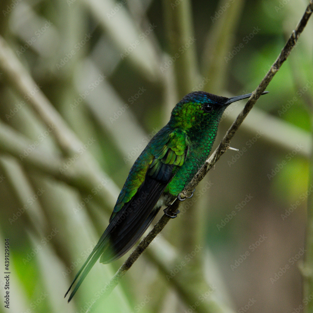 Fototapeta premium hummingbird on a branch