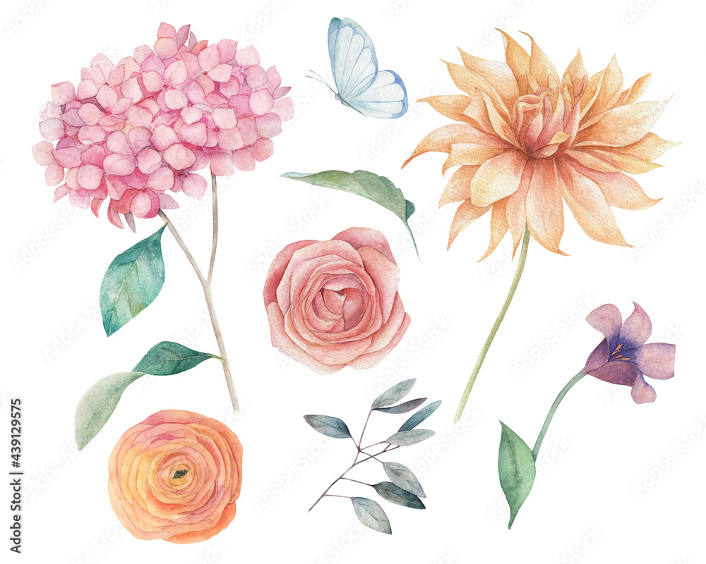 Watercolor floral elements set. Botanical illustration of dahlia, hortensia, rose flowers and leaves. Nature hand drawn isolated illustration on white background