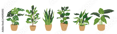 Collection Decorative green houseplants in pots, vector illustration.