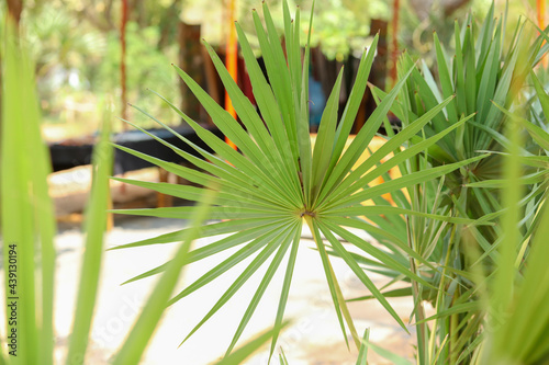 closeup of a palm leaf