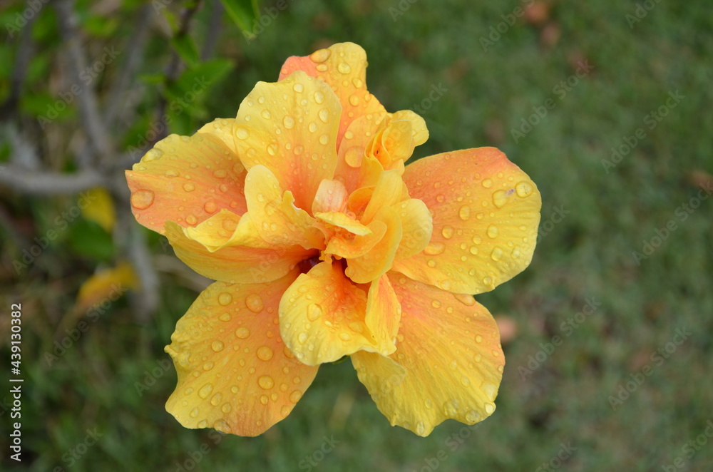 Fototapeta premium flower with dew drops