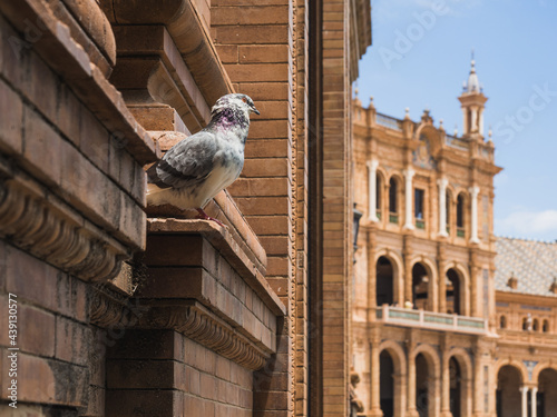 Pigeon perched on brick facade of Plaza España in Seville, Spain photo