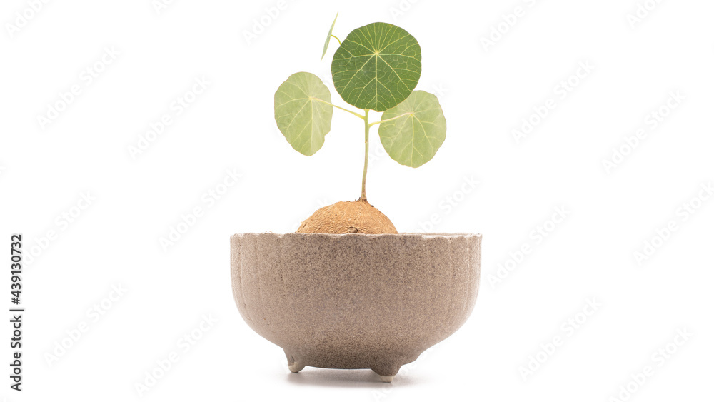 The Stephania Erecta plants in the clay pot and isolated on the white background The Stephania Erecta plants in the clay pot and isolated on the white background