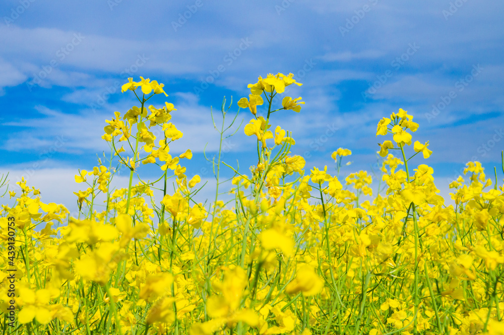 Yellow ripe flowers of agricultural rapeseed for background Yellow ripe flowers of agricultural rapeseed for background
