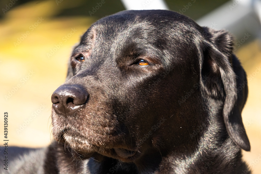 black labrador retriever black labrador retriever