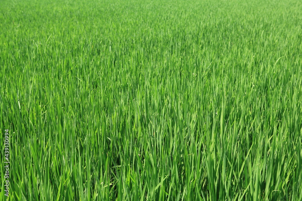 green wheat field