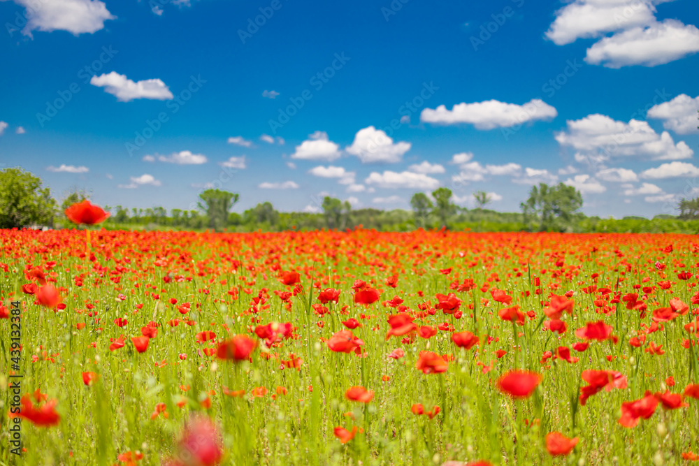 Romantic red poppy field landscape. Beautiful landscape under blue cloudy sky in spring summer. Wonderful outdoor nature background. Idyllic view, meadow flowers. Happy blooming floral view