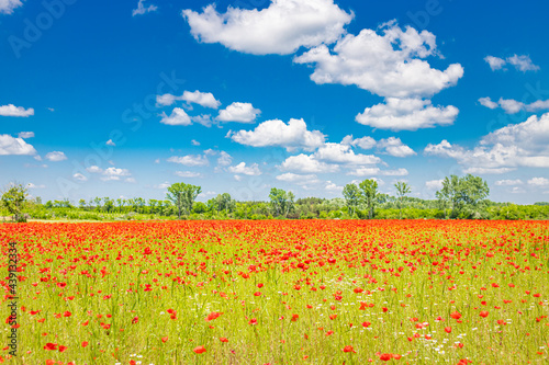 Romantic red poppy field landscape. Beautiful landscape under blue cloudy sky in spring summer. Wonderful outdoor nature background. Idyllic view  meadow flowers. Happy blooming floral view