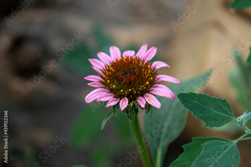 blooming echinacea flower