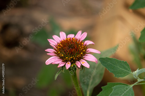 blooming echinacea flower
