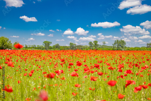 Romantic red poppy field landscape. Beautiful landscape under blue cloudy sky in spring summer. Wonderful outdoor nature background. Idyllic view, meadow flowers. Happy blooming floral view