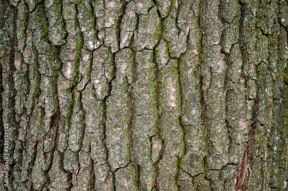 deciduous tree bark background deciduous tree bark background