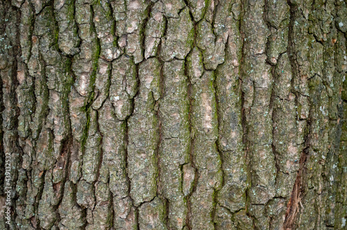 deciduous tree bark background