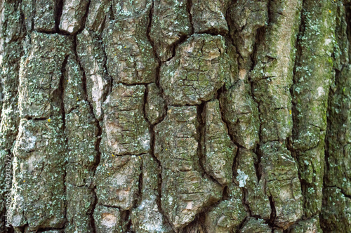 deciduous tree bark background