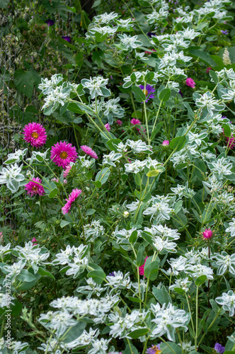 flower bed with blooming spring flowers