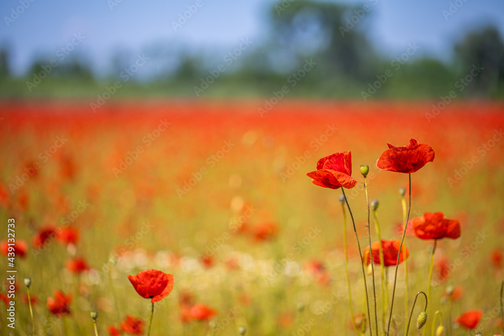 Fototapeta premium Landscape with nice sunset over poppy field panorama. Spring summer nature view, blurred dreamlike scenery. Panoramic summer view of blooming wild flowers in meadow. Wide angle view, idyllic garden