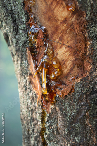 tree trunk with peeled and heeled bark