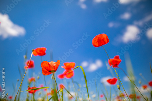 Beautiful summer meadow nature. Spring and summer poppy flowers under blue sky and sunlight. Happy summer red poppy flowers wide angle panoramic view. Beauty in nature. Romantic love nature landscape