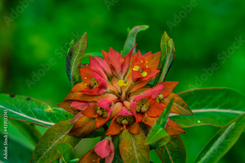Euphorbia Griffithii © blende11.photo