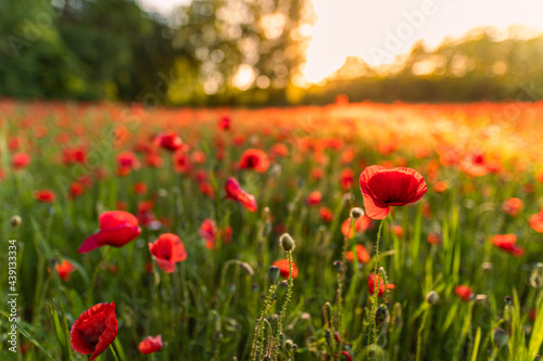 Close-up of red poppy flowering plants on field. Summer floral background  sunrise  sunset dream nature view. Blurred forest field. Relaxing idyllic romantic nature flowers. Inspirational natural view