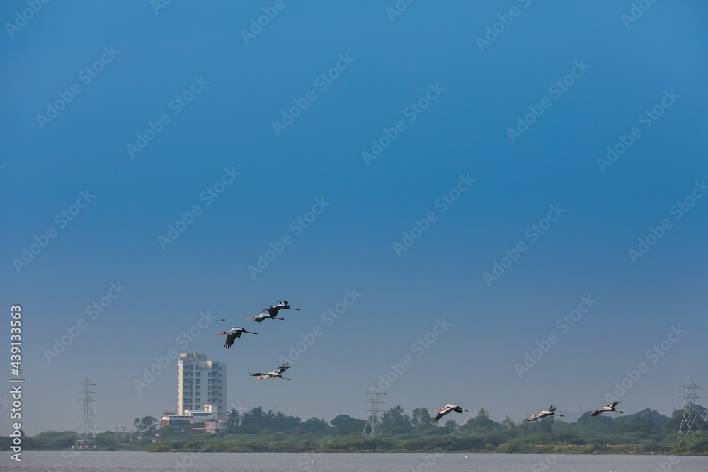 Fototapeta premium migrating flamingoes