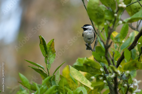 Chickadee perched on a branch in our back yard in Wesley Chapel, Florida.