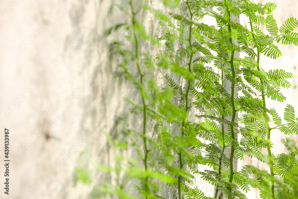Fototapeta premium green grass in the wind