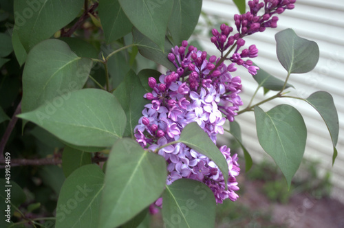 Syringa vulgaris, also known as lilac blossoms