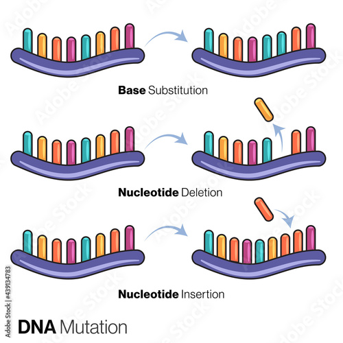 Types of Gene or DNA Mutation illustration.