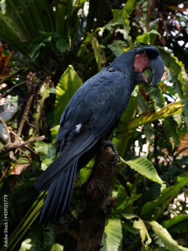 Black parrot Palm Cockatoo sitting in the jungle of Bali, Indonesia