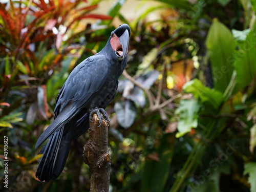 Black parrot Palm Cockatoo sitting in the jungle of Bali, Indonesia