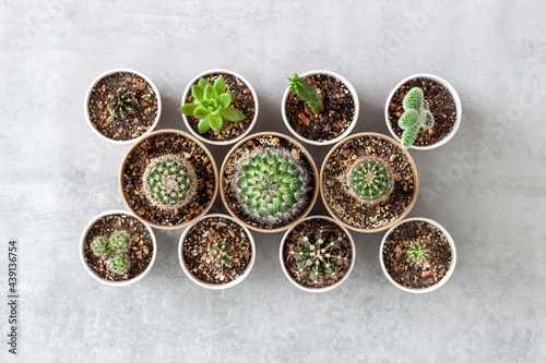 Cactus and succulent plants collection in paper cups on a concrete background. Home garden