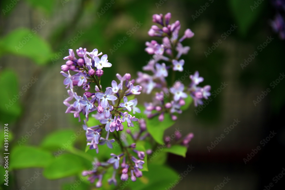 Top view of a sprig of lilac with blooming flowers and green leaves in the background (Syringa) Top view of a sprig of lilac with blooming flowers and green leaves in the background (Syringa)