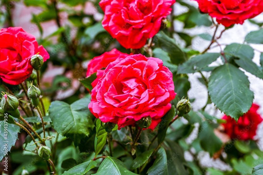 Red flowering roses on a rose bush Red flowering roses on a rose bush