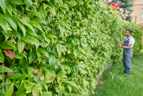 Baker man is pruning tree and leaf with garden scissors outdoor.