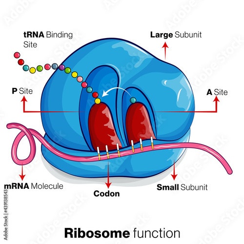Translation of mRNA into protein by ribosome illustration. photo