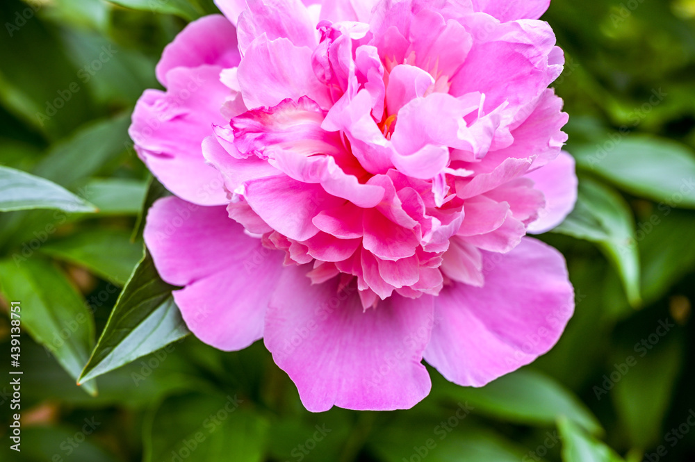 Fototapeta premium A milk white peony blooms in its full glory