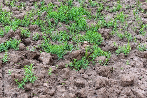 green grass on the dried-up ground