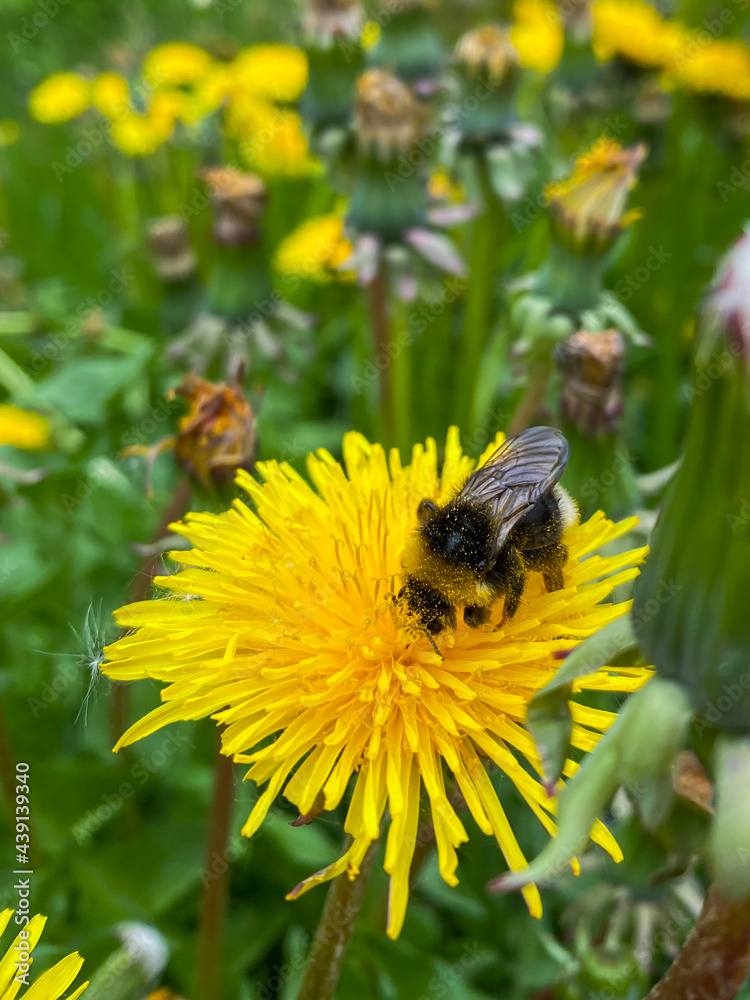 Honey bee covered with yellow pollen drink nectar, pollinating yellow dandelion flower. Inspirational natural floral spring or summer blooming garden background. Life of insects. Macro close up Honey bee covered with yellow pollen drink nectar, pollinating yellow dandelion flower. Inspirational natural floral spring or summer blooming garden background. Life of insects. Macro close up