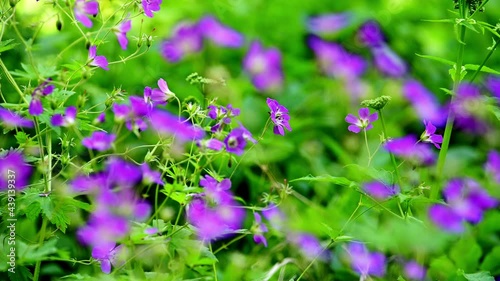 Purple wildflowers in forest at summertime