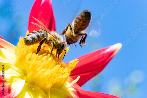 Two honey bee collecting pollen at yellow stamens in a flower with blue sky on a background. A bee working on a garden flower.