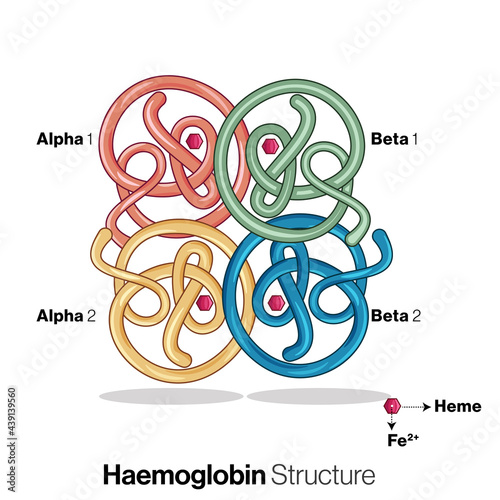 Structure of Human hemoglobin protein. photo