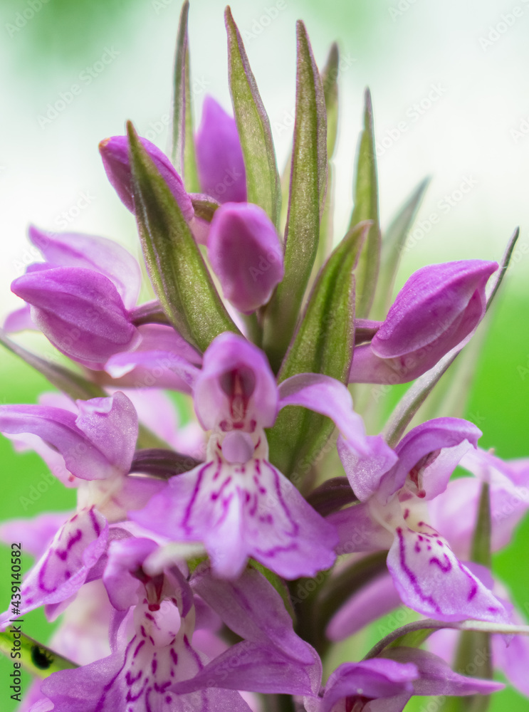 orchis flower.. orchis flower..